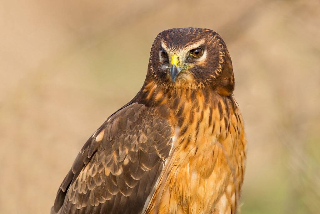 Northern Harrier by Mick Thompson1 is licensed under CC BY-NC 2.0.